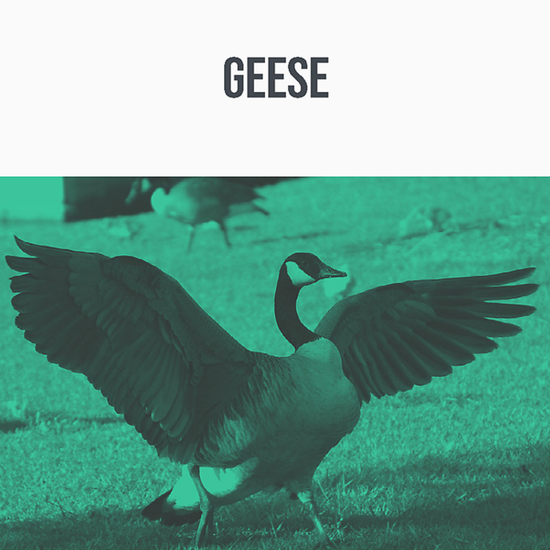 geese